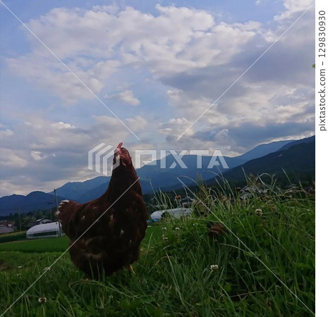 Chicken Cha-chan Manager.1 129830930