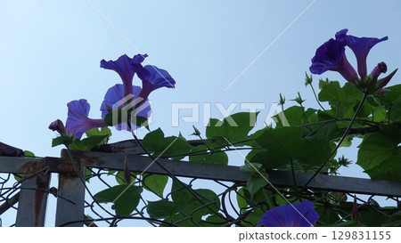 牽牛花花 牽牛花花 129831155