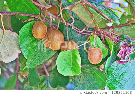 Ripe kiwi fruit (summer, August) 129831168