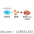blood oxygen 129831181