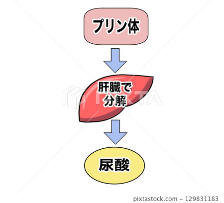 嘌呤代謝 嘌呤代謝 129831183