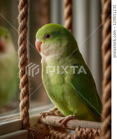 Vibrant parakeet enjoys the calmness of a sunny afternoon perch 129831232