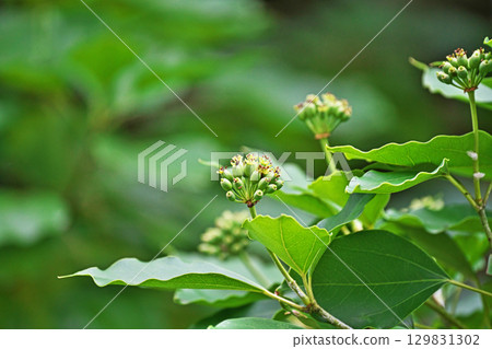 Unripe Kakuremino fruit (summer, August), yellow-green 129831302