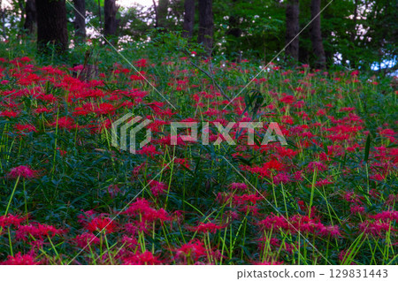 Red spider lilies - the crimson flowers that brighten up autumn 129831443