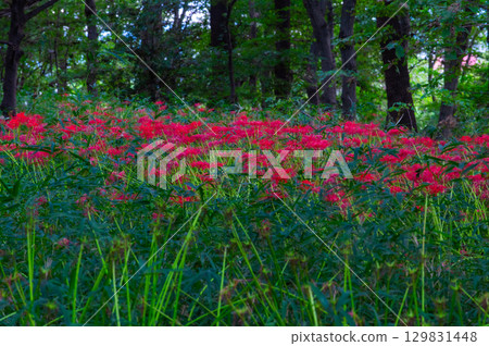 Red spider lilies - the crimson flowers that brighten up autumn 129831448