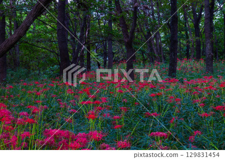 Red spider lilies - the crimson flowers that brighten up autumn 129831454
