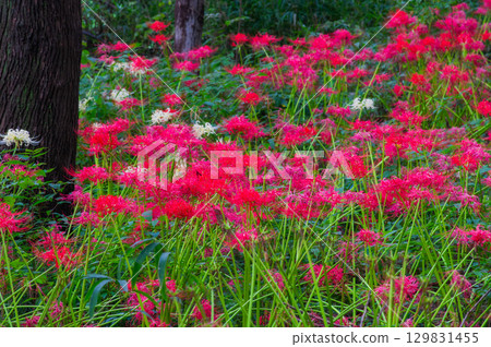 Red spider lilies - the crimson flowers that brighten up autumn Red spider lilies - the crimson flowers that brighten up autumn 129831455