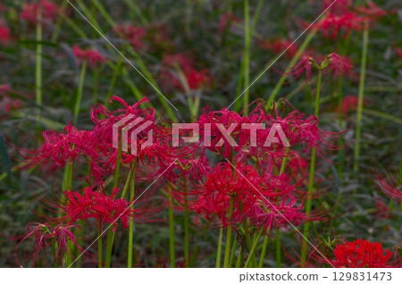 Red spider lilies - the crimson flowers that brighten up autumn 129831473