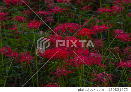 紅花石蒜－照亮秋天的深紅色花朵 129831475