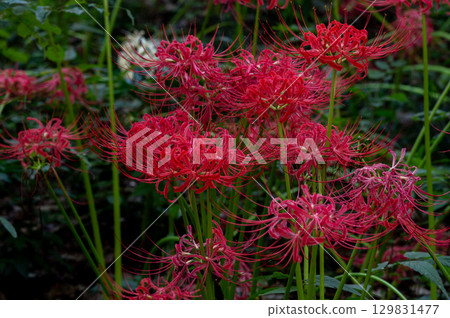 紅花石蒜－照亮秋天的深紅色花朵 129831477