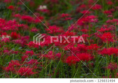 Red spider lilies - the crimson flowers that brighten up autumn Red spider lilies - the crimson flowers that brighten up autumn 129831494