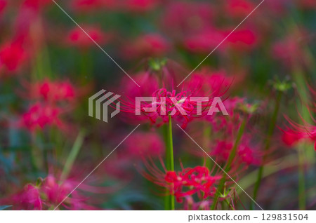 Red spider lilies - the crimson flowers that brighten up autumn 129831504