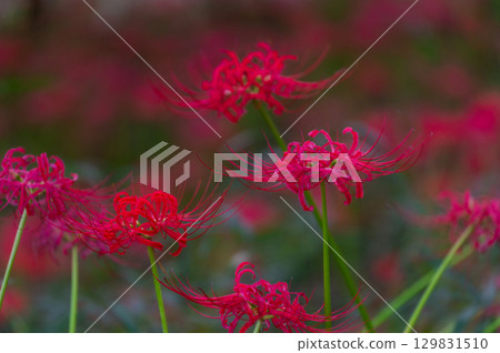 Red spider lilies - the crimson flowers that brighten up autumn Red spider lilies - the crimson flowers that brighten up autumn 129831510