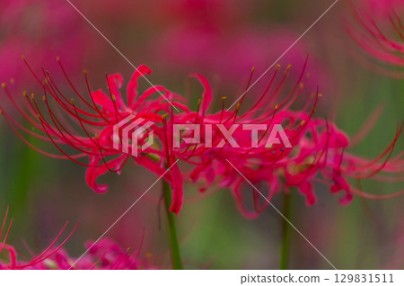 紅花石蒜-照亮秋天的深紅色花朵 紅花石蒜-照亮秋天的深紅色花朵 129831511
