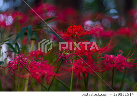 紅花石蒜－照亮秋天的深紅色花朵 129831514