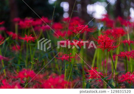 Red spider lilies - the crimson flowers that brighten up autumn 129831520