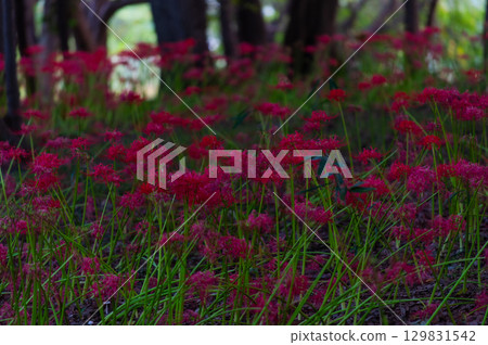 紅花石蒜－照亮秋天的深紅色花朵 129831542