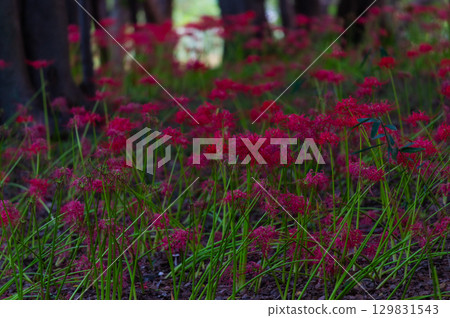 紅花石蒜－照亮秋天的深紅色花朵 129831543