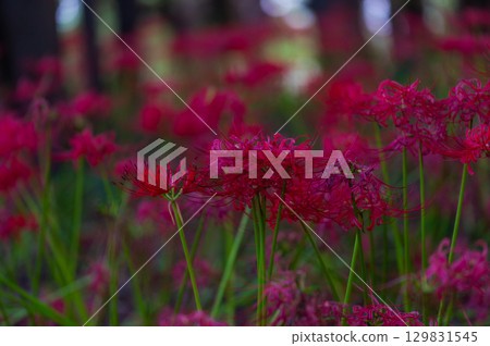 Red spider lilies - the crimson flowers that brighten up autumn 129831545