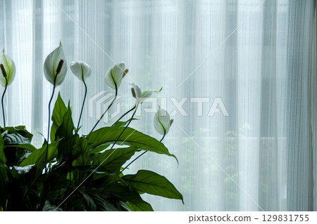 Living room with foliage plant 129831755