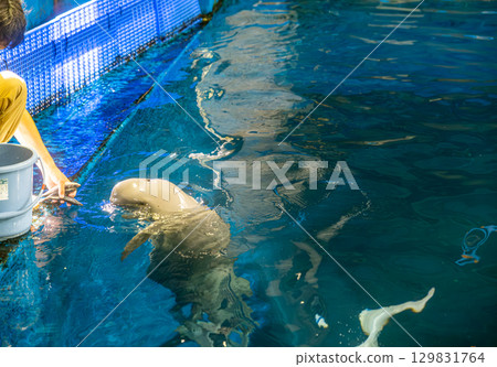 [#Toba Aquarium] Feeding the Finless Porpoises 129831764