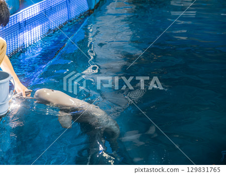 [#Toba Aquarium] Feeding the Finless Porpoises 129831765