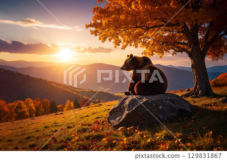 the bear resting  at sunset in autumn 129831867