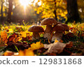 Some porcini mushrooms on a mountain meadow. 129831868