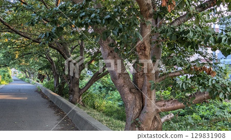 Trees 129831908