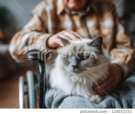 Senior in Wheelchair Gently Petting Cat Perched on Lap 129832232