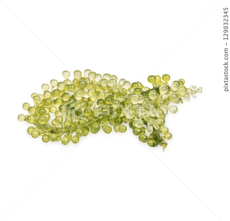 Seagrapes ( green caviar ) seaweed isolated on white background Seagrapes ( green caviar ) seaweed isolated on white background 129832345