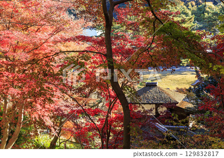 Autumn leaves and Sankeien Garden 129832817