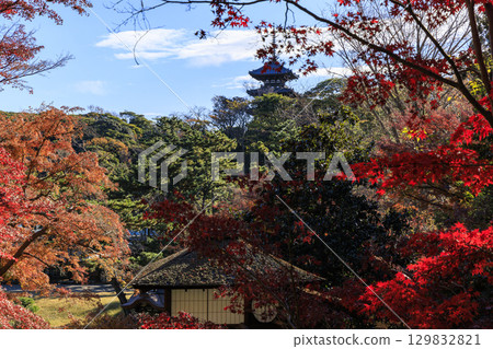 秋葉和三溪園 秋葉和三溪園 129832821