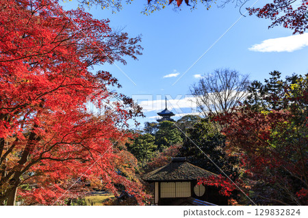 Autumn leaves and Sankeien Garden 129832824