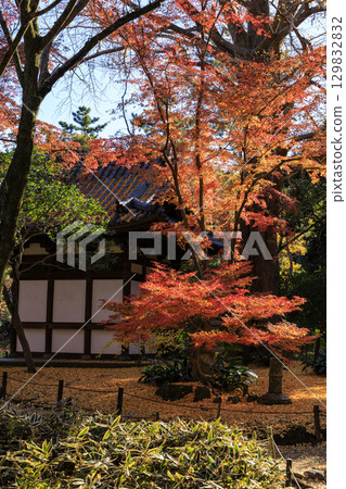 Autumn leaves and Sankeien Garden 129832832