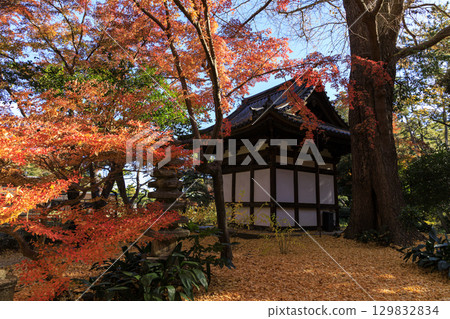 Autumn leaves and Sankeien Garden Autumn leaves and Sankeien Garden 129832834