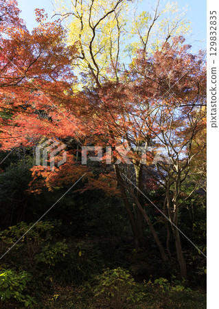 Autumn leaves and Sankeien Garden Autumn leaves and Sankeien Garden 129832835