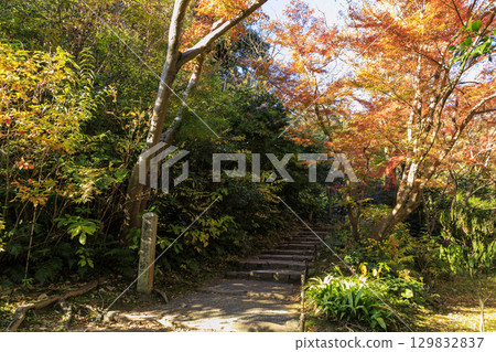 秋葉和三溪園 129832837