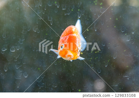 Yamatokoriyama - Goldfish farming scene Yamatokoriyama - Goldfish farming scene 129833108