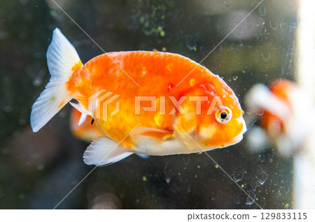 大和郡山 - 金魚養殖場景 129833115