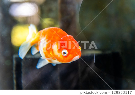 大和郡山 - 金魚養殖場景 129833117