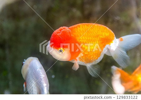 Yamatokoriyama - Goldfish farming scene 129833122