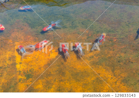 大和郡山 - 金魚養殖場景 大和郡山 - 金魚養殖場景 129833143
