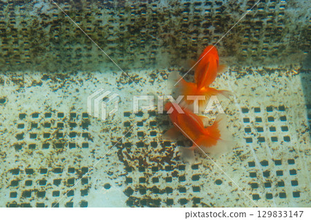 大和郡山 - 金魚養殖場景 129833147