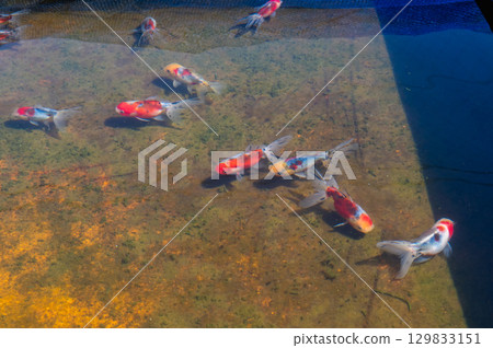 Yamatokoriyama - Goldfish farming scene Yamatokoriyama - Goldfish farming scene 129833151