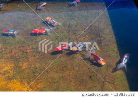 Yamatokoriyama - Goldfish farming scene 129833152