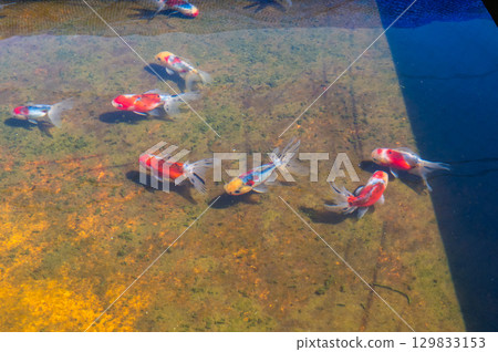 Yamatokoriyama - Goldfish farming scene Yamatokoriyama - Goldfish farming scene 129833153