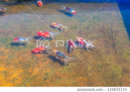 大和郡山 - 金魚養殖場景 大和郡山 - 金魚養殖場景 129833154