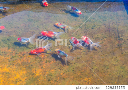 大和郡山 - 金魚養殖場景 129833155