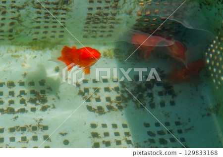 Yamatokoriyama - Goldfish farming scene 129833168